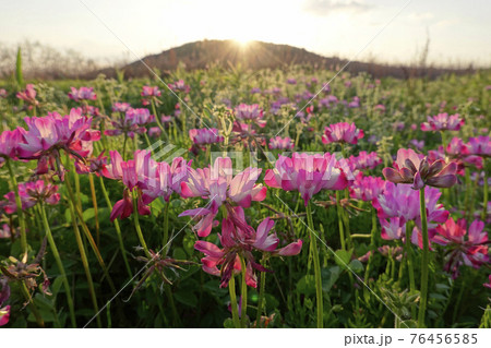 夕陽に輝くレンゲ 76456585