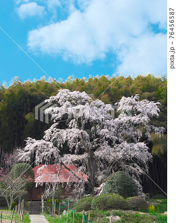 一本桜 - 雪村庵の雪村桜 （2021年） 76456587