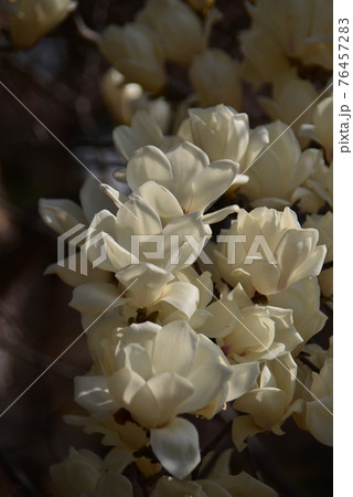 ハクモクレンの純白の花 76457283