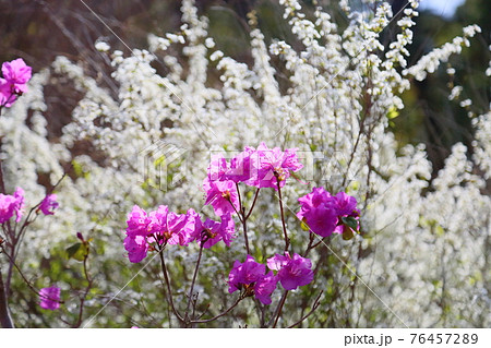 トサノミツバツツジの花 トサノミツバツツジの花 76457289