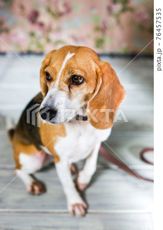 お座りして何かを見ているビーグル犬 76457535