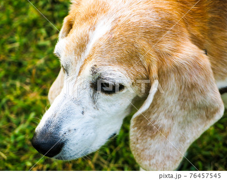 お散歩中に何かを見つめるビーグル犬 お散歩中に何かを見つめるビーグル犬 76457545