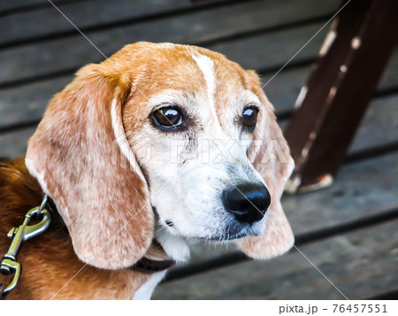 お散歩中に何かを見つめるビーグル犬 お散歩中に何かを見つめるビーグル犬 76457551