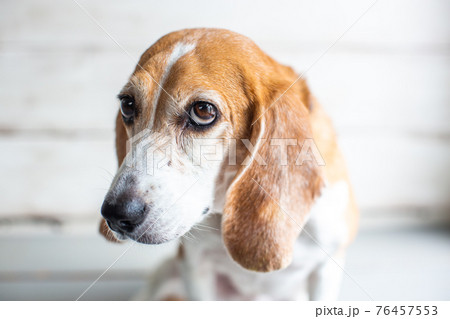 お座りして何かを見つめるビーグル犬の写真素材