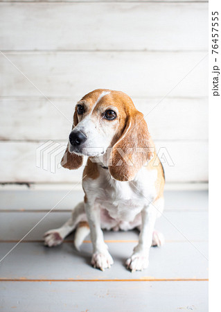 お座りして何かを見つめるビーグル犬の写真素材 [76457555] - PIXTA