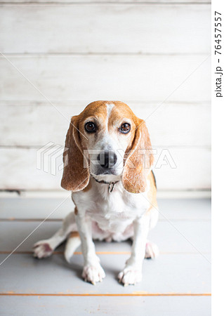 お座りしてこちらを見つめてくるビーグル犬 76457557