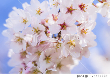 青空と白石川堤一目千本桜 宮城県大河原町 青空と白石川堤一目千本桜 宮城県大河原町 76457558