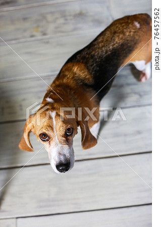 飼い主を見上げるビーグル犬の写真素材