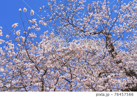 青空と白石川堤一目千本桜　宮城県大河原町 76457566
