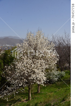 花満開の辛夷の大木 花満開の辛夷の大木 76457738