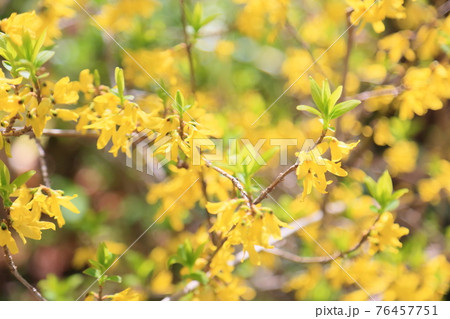 レンギョウの花 レンギョウの花 76457751