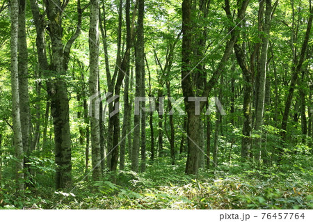 大山　新緑の原生林 76457764