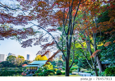 東京都 紅葉の清澄庭園 東京都 紅葉の清澄庭園 76457913