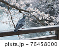 鳩　桜　川 76458000