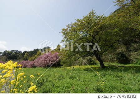 鳥取　四季の散歩　春　青島　 76458282
