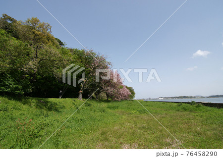 鳥取　四季の散歩　春　青島　 76458290