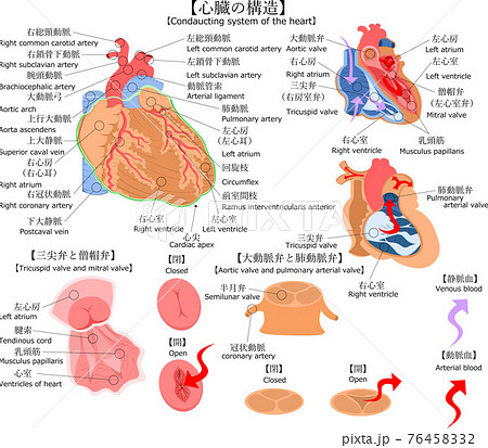 心臓 構造 日本語 英語 解説 イラストのイラスト素材