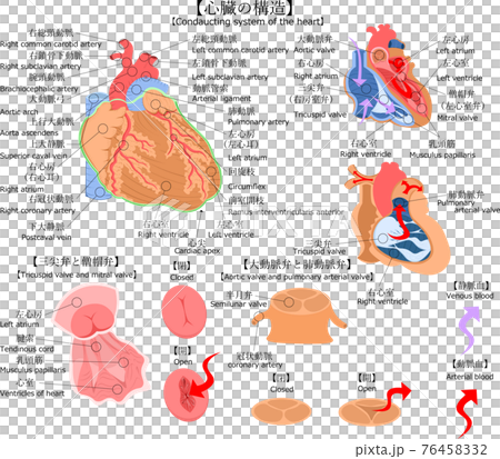 心臓　構造　日本語　英語　解説　イラスト 76458332
