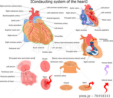 心臓 構造 英語 解説 イラストのイラスト素材