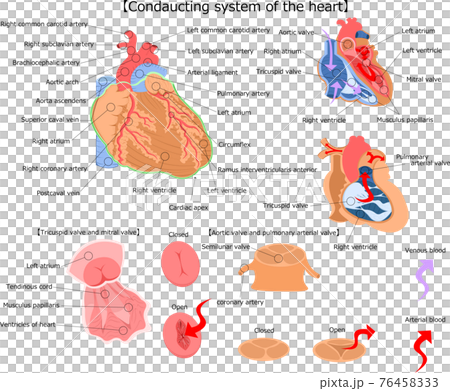 Heart structure English commentary Illustration 76458333