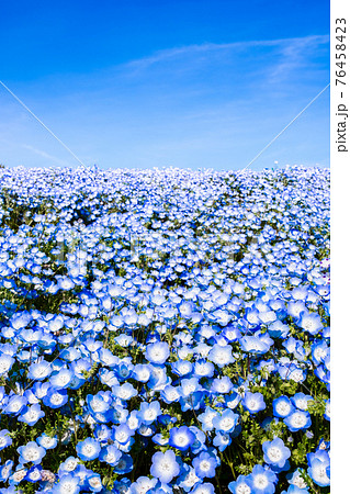 春 青空の下で咲くネモフィラの花畑 縦構図の写真素材