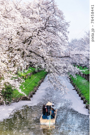 川越 新河岸川の桜並木 76458441