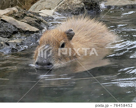 カピバラさん 温泉 入浴中 の写真素材