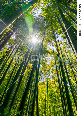 竹林の写真素材