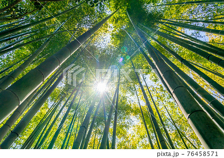 森 森林の画像素材 ピクスタ