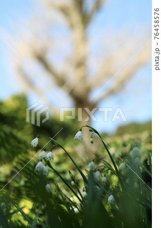 白い花 76458576