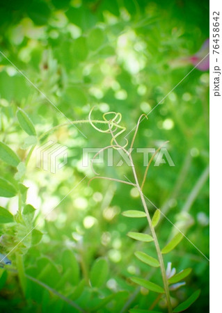 スズメノエンドウ 76458642