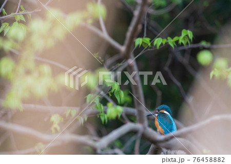 カワセミ 高画質 野鳥風景素材の写真素材 7645