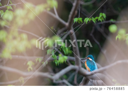 カワセミ 高画質 野鳥風景素材 カワセミ 高画質 野鳥風景素材 76458885