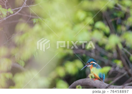 カワセミ 高画質 野鳥風景素材 76458897