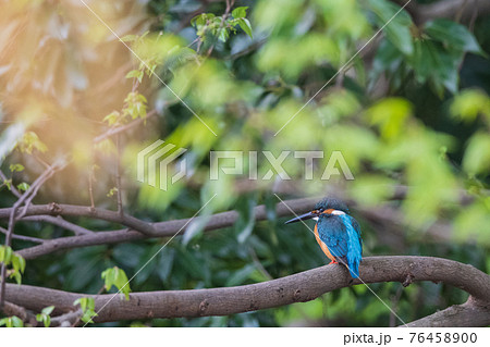 カワセミ 高画質 野鳥風景素材の写真素材