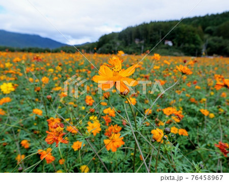 お花畑　キバナコスモス(コスモス属) 76458967