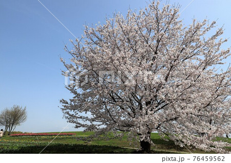 馬見丘陵公園の春景色 馬見丘陵公園の春景色 76459562