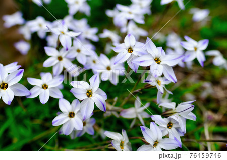 ハナニラ(春) ハナニラ(春) 76459746