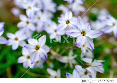 ハナニラ（春） 76459747