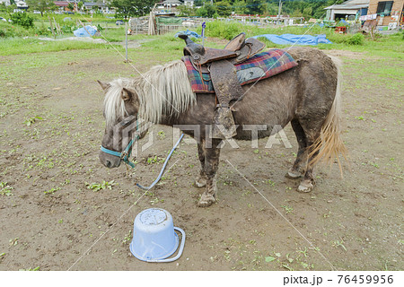 乗馬体験　乗馬散歩　馬　農家　観光乗馬　乗馬 76459956