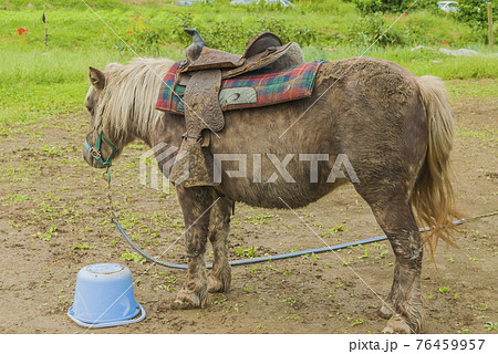 乗馬体験　乗馬散歩　馬　農家　観光乗馬　乗馬 76459957
