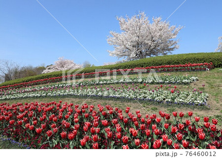 馬見丘陵公園の春景色 馬見丘陵公園の春景色 76460012