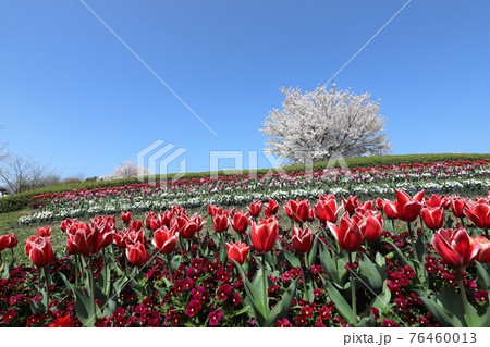 馬見丘陵公園の春景色 馬見丘陵公園の春景色 76460013