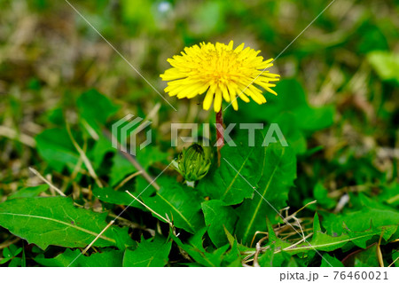たんぽぽ（春） 76460021