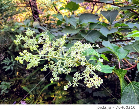 屋久島の草花 - アカミズキ 屋久島の草花 - アカミズキ 76460210