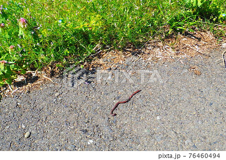 雨上がりの晴天に土から出たミミズの写真素材