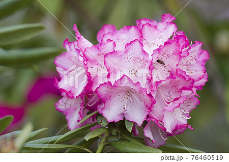 石楠花園にシャクナゲの花が満開です このシャクナゲの名前はアナ クルシュケです の写真素材 石楠花園にシャクナゲの花が満開です このシャクナゲの名前はアナ クルシュケです の写真素材