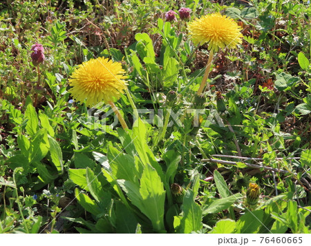 野に咲くタンポポ 76460665
