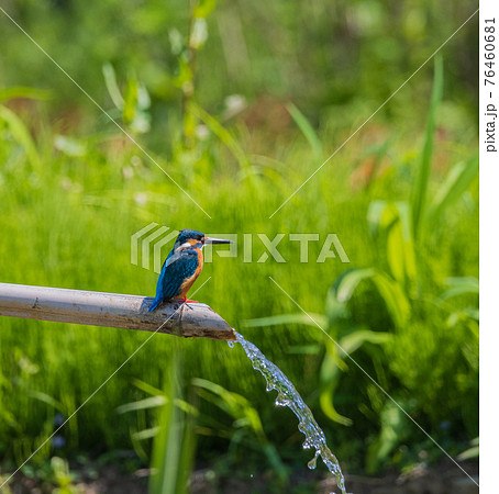 カワセミ 高画質 野鳥風景素材の写真素材