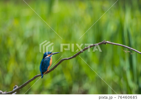 カワセミ 高画質 野鳥風景素材の写真素材